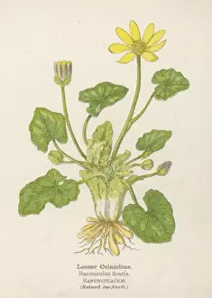 Ranunculus Ficaria