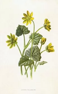 Images Dated 3rd July 2012: Ranunculus Ficaria
