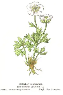 Buttercup Prints: Ranunculus glacialis