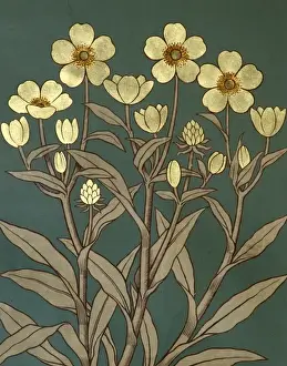 Ranunculus lingua, greater spearwort