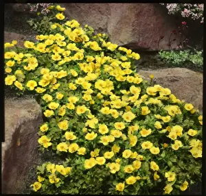Ranunculus Montanus (Montana Buttercup)