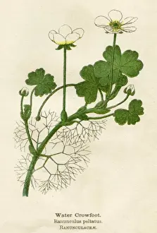 RANUNCULUS PELTATUS