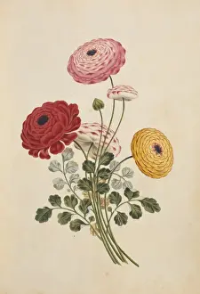 Buttercup Prints: Ranunculus sp. buttercup