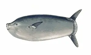 Cephalus Prints: Ranzania laevis, or Slender Sunfish