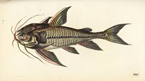 Ribbed Prints: Raphael catfish, Platydoras costatus