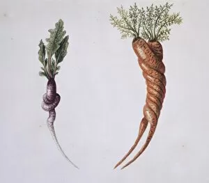 Apiaceae Gallery: Raphanus spp. radish and Daucus carota, carrot