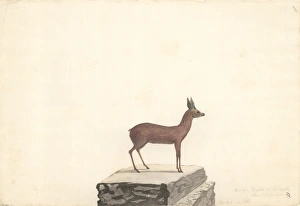 Antilopine Gallery: Raphicerus melanotis, cape grysbok