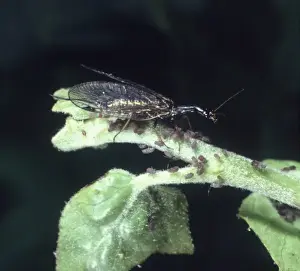 Raphidia sp. snakefly