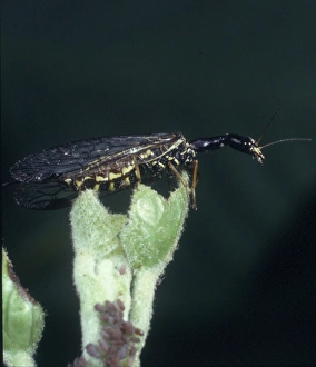 Raphidia sp., snakefly