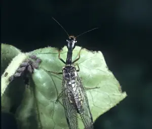 Raphidia sp. snakefly