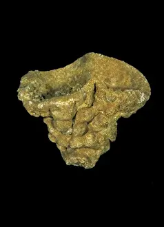 Alga Prints: Raphiidonema faringdone, calcareous sponge