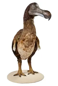 Raphus cucullatus, Dodo