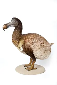 Raphus cucullatus, Dodo