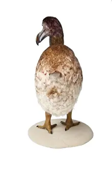 Raphus cucullatus, Dodo