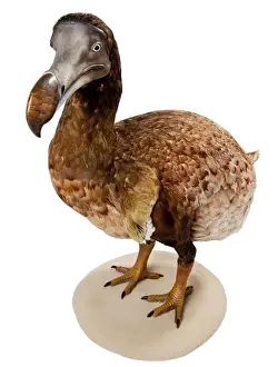 Raphus cucullatus, Dodo
