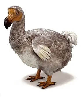 Raphus cucullatus, dodo