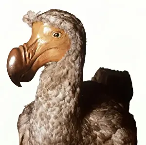 Raphus cucullatus, dodo