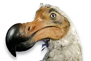 Raphus cucullatus, dodo