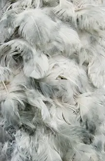 Raphus cucullatus, dodo