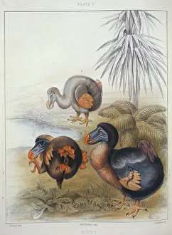 Owen Prints: Raphus cucullatus, dodo