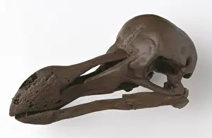 Raphus cucullatus, dodo