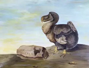 Raphus cucullatus, dodo