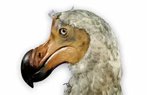 Mounted Collection: Raphus cucullatus, dodo