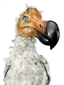 Raphus cucullatus, dodo