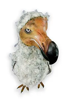 Mounted Prints: Raphus cucullatus, dodo