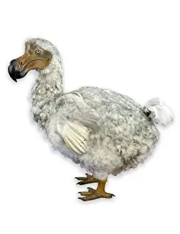 Raphus cucullatus, dodo