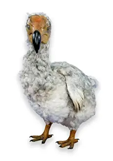 Raphus cucullatus, dodo