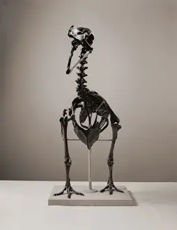 Raphus cucullatus, dodo