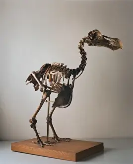 Raphus cucullatus, dodo