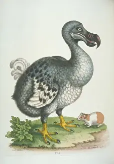 Raphus cucullatus, dodo