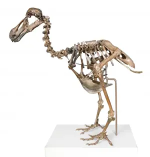 Raphus cucullatus, dodo