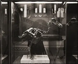 Raphus cucullatus, dodo