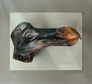 Raphus cucullatus, dodo