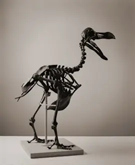 Skeleton Prints: Raphus cucullatus, dodo