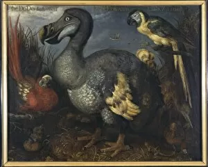 Raphus cucullatus, dodo, Ara macao, scarlet macaw