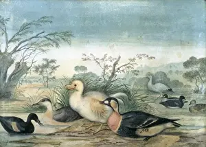 Raphus solitarius, Reunion white dodo