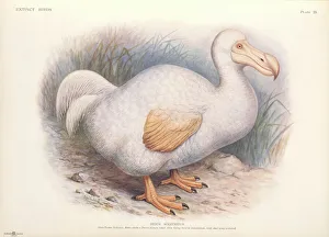 Hunting Collection: Raphus solitarius, Reunion white dodo