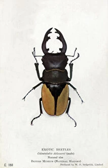 Beetles Gallery: Rare south west Indian Stag Beetle - Odontolabis delesserti