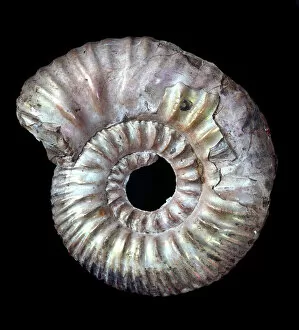 Ammonoidea Gallery: Rasenia uralensi, ammonite