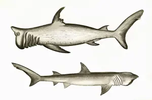 Sharks Prints: Rashleigh Shark and Broad-Headed Gazer