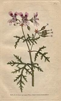 Geranium Prints: Rasp-leaved geranium with pink and purple flowers