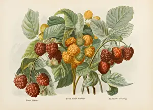 Raspberries