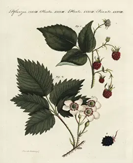 Raspberry and blackberry