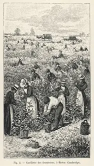 Raspberries Prints: Raspberry Picking / 1901