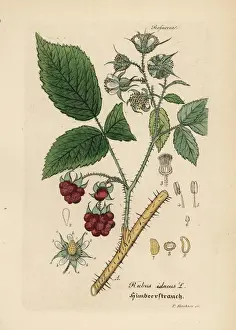 Rubus Prints: Raspberry, Rubus idaeus