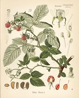 Raspberry, Rubus idaeus